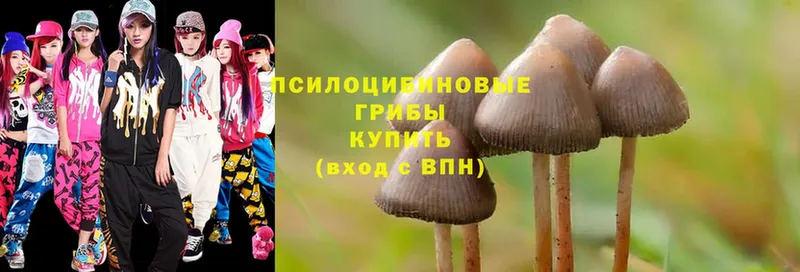 цена   Волосово  kraken сайт  Псилоцибиновые грибы Psilocybe 